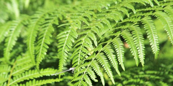 Helecho O Filicopsida Las Plantas Sin Flores Ni Semillas Env Ocoronas