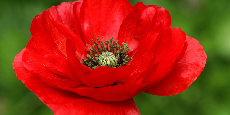 Flor amapola roja
