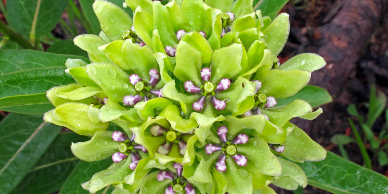Flor asclepias viridis