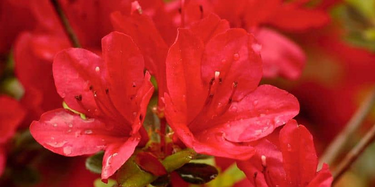 Flor azalea roja