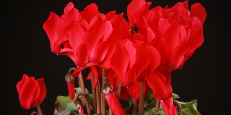Flor ciclamen rojo