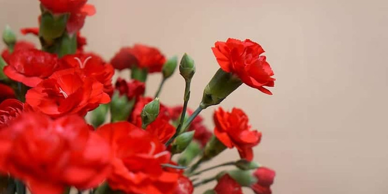 Flor clavel