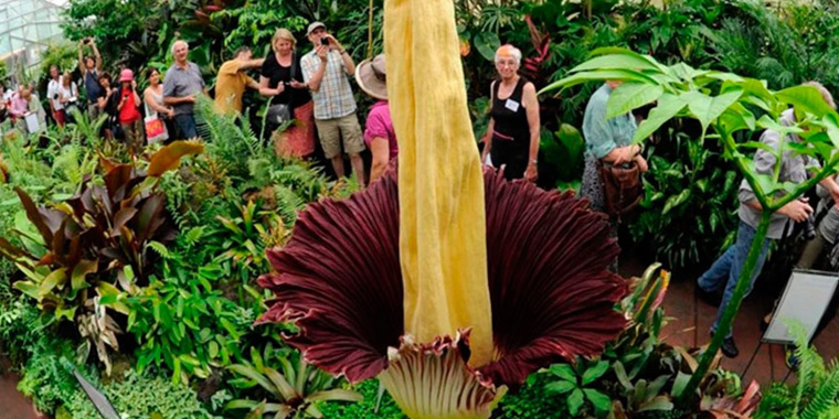 Flor de aro gigante