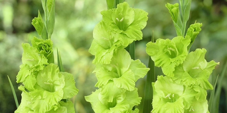 Flor gladiolo verde