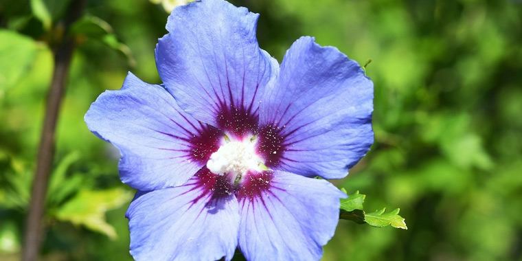 Flor hibisco azul