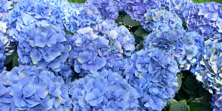 Flor hortensia azul