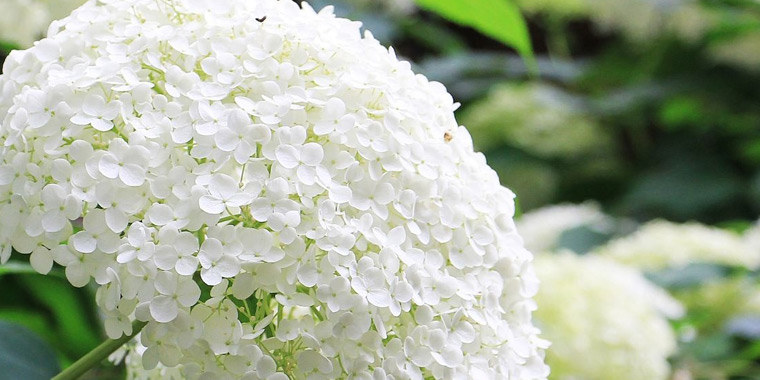 Flor hortensias blancas