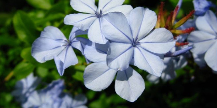 Flor jazmin azul