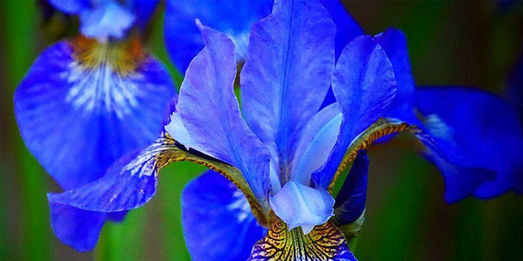 Flor lirio azul