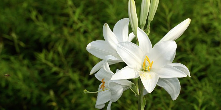Flor lirio blanco