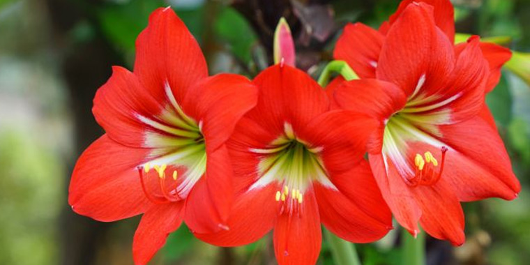 Flor marilis roja