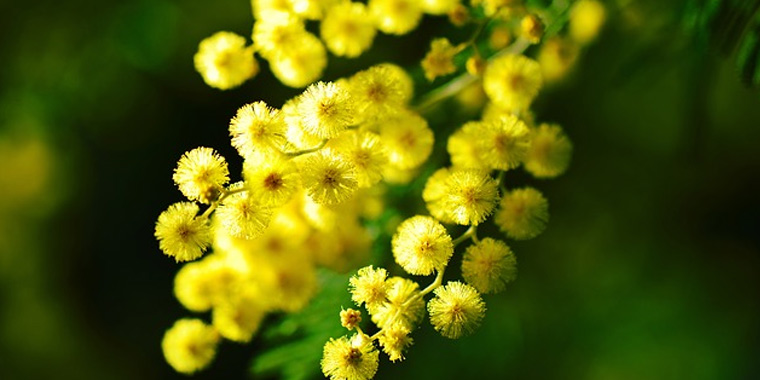 Flor mimosa