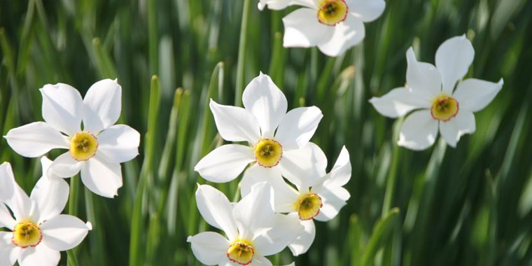 Flor narciso blanco