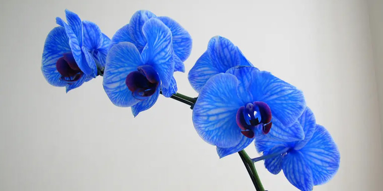 Flor orquidea azul