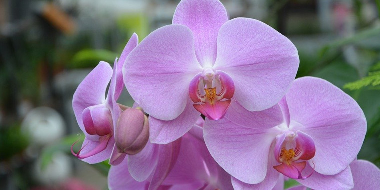 Flor orquidea rosa