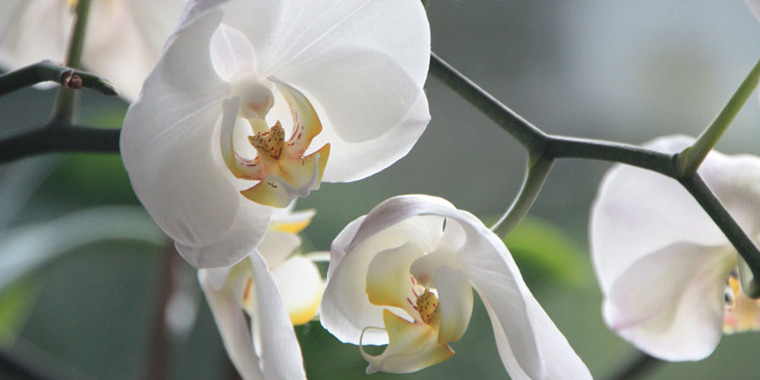 Flor orquidea