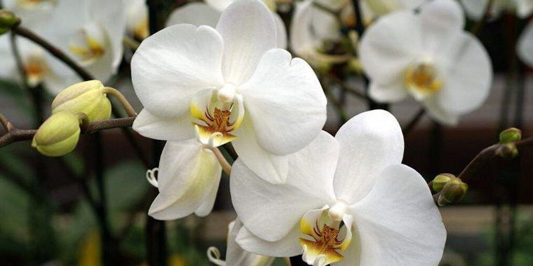 Flor orquideas blancas