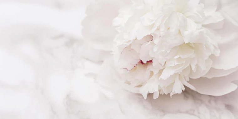 Flor peonia blanca