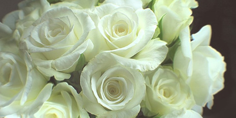 Flor rosas blancas