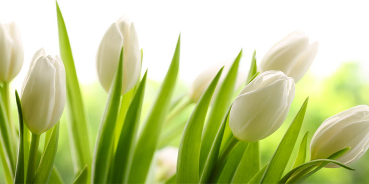 Flor tulipan blanco