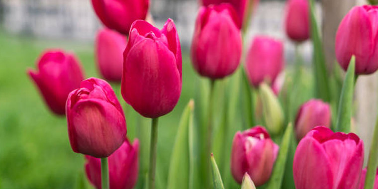 Flor tulipan rosa