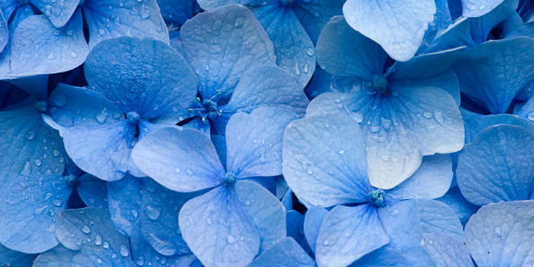 Flores azules principal