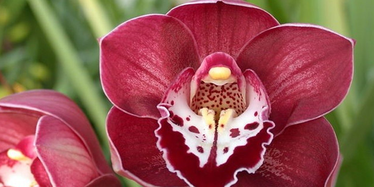orquídea de barco principal